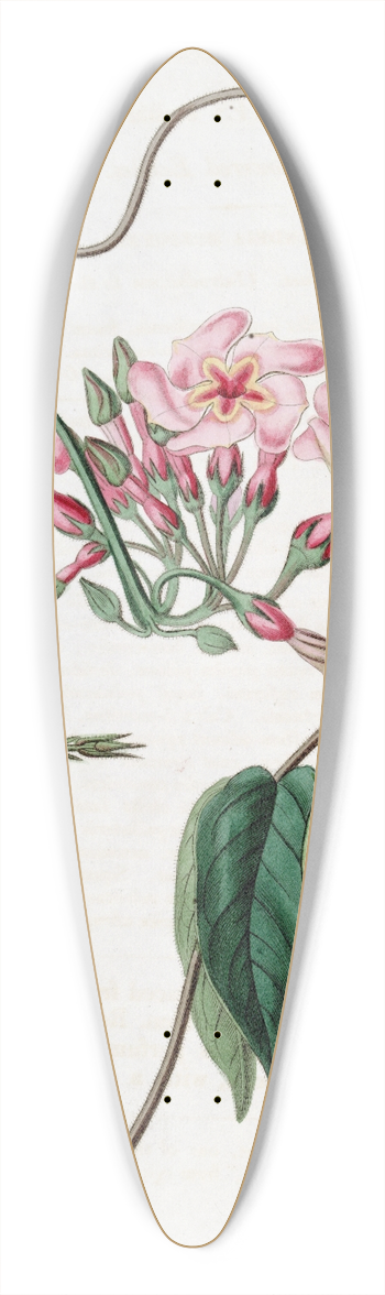 Sydenham Edwards - Star-flowered Echites 39.3 inch art pintail longboard deck