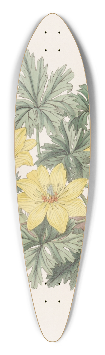 Sydenham Edwards - Stemless Globeflower 39.3 inch art pintail longboard deck