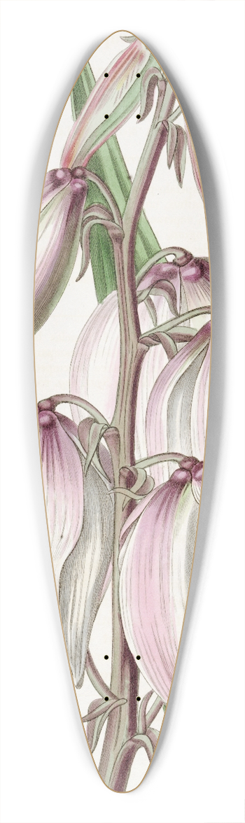 Sydenham Edwards - Superb Adams Needle 39.3 inch art pintail longboard deck