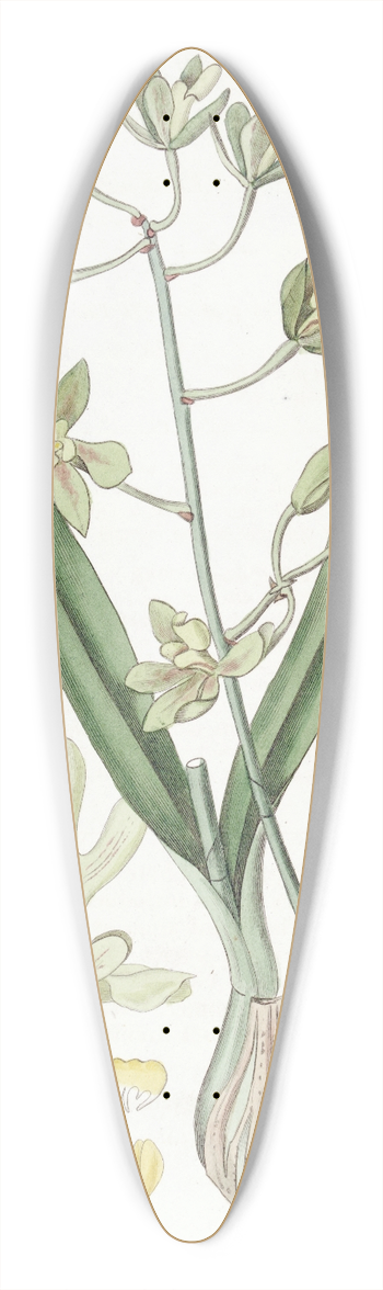 Sydenham Edwards - Sweet-scented Epidendrum 39.3 inch art pintail longboard deck