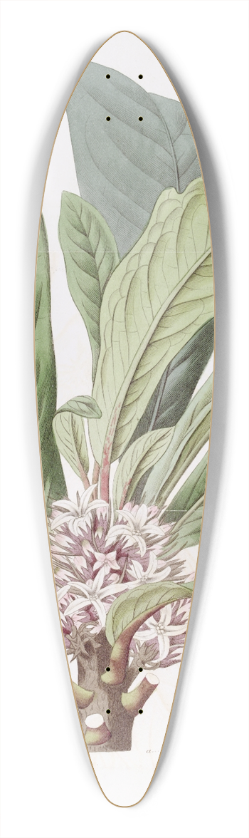 Sydenham Edwards - Sweet-scented Galipea 39.3 inch art pintail longboard deck