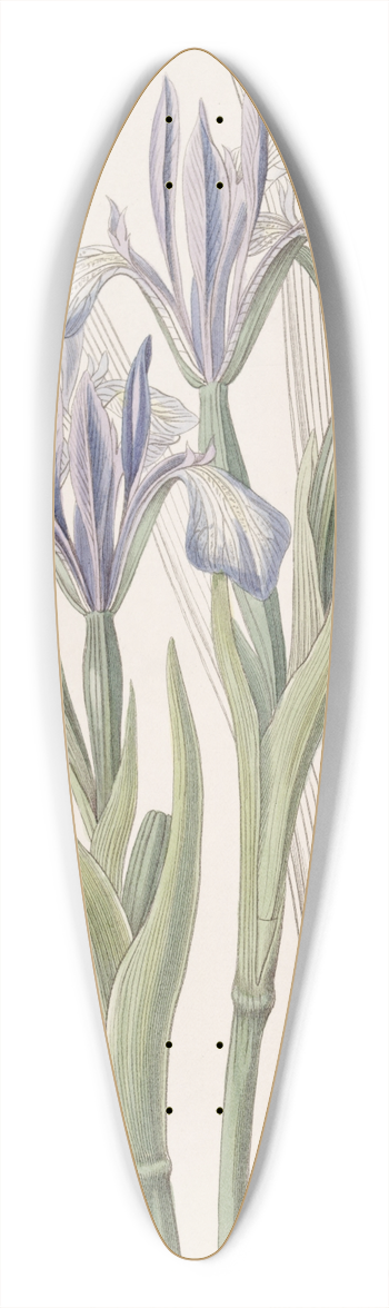 Sydenham Edwards - Sweet-scented Iris 39.3 inch art pintail longboard deck