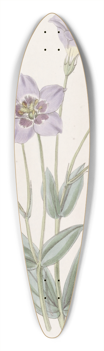 Sydenham Edwards - Tall Eustoma 39.3 inch art pintail longboard deck