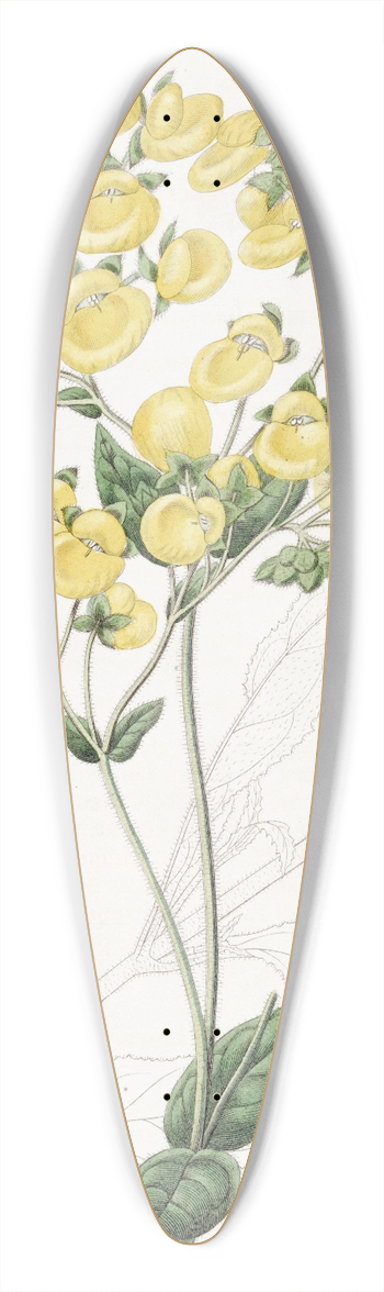 Sydenham Edwards - The Chiloe Slipper-flower 39.3 inch art pintail longboard deck