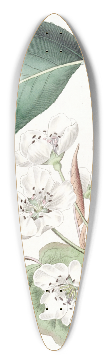 Sydenham Edwards - The Chinese Pear 39.3 inch art pintail longboard deck
