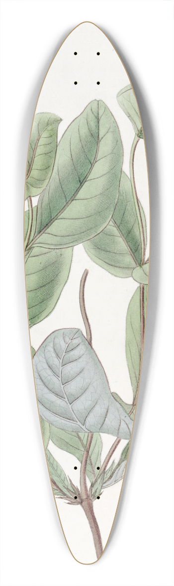 Sydenham Edwards - The North-west Honeysuckle 39.3 inch art pintail longboard deck