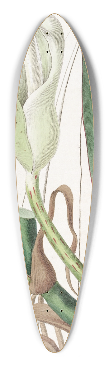 Sydenham Edwards - Thick-ribbed Philodendron 39.3 inch art pintail longboard deck