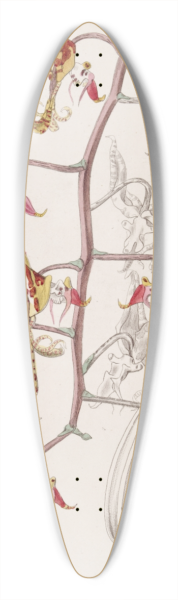 Sydenham Edwards - Three-coloured Spotted Gongora 39.3 inch art pintail longboard deck