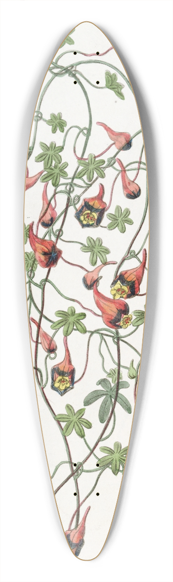 Sydenham Edwards - Three-coloured Tropaeolum 39.3 inch art pintail longboard deck