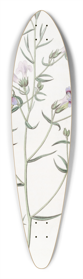 Sydenham Edwards - Three-leaved Pentstemon 39.3 inch art pintail longboard deck