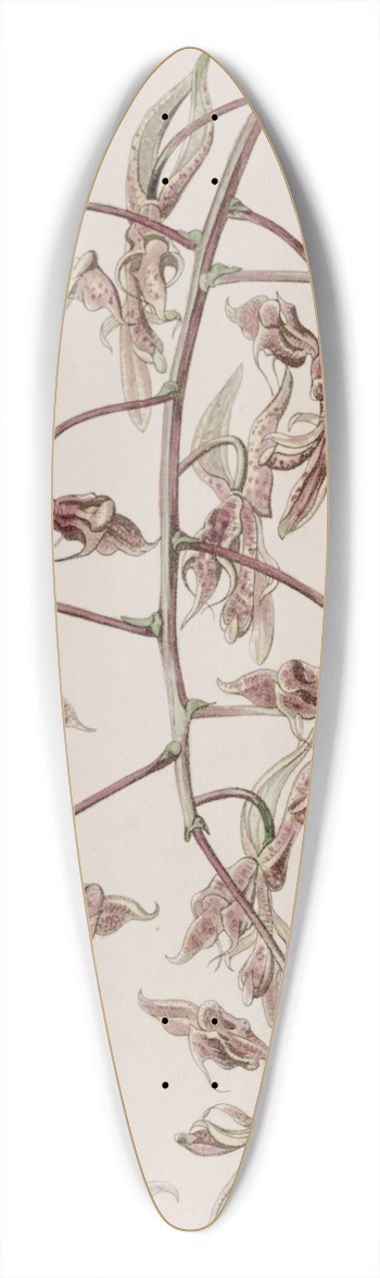 Sydenham Edwards - Toad-skinned Gongora 39.3 inch art pintail longboard deck