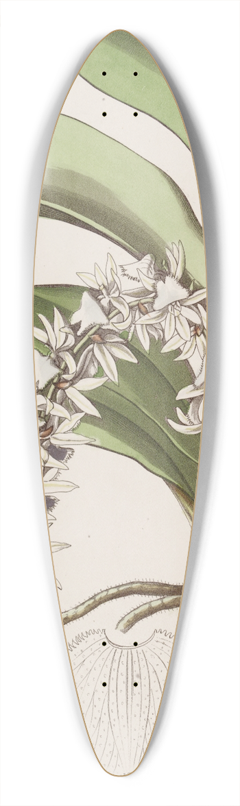 Sydenham Edwards - Transparent Angrec 39.3 inch art pintail longboard deck