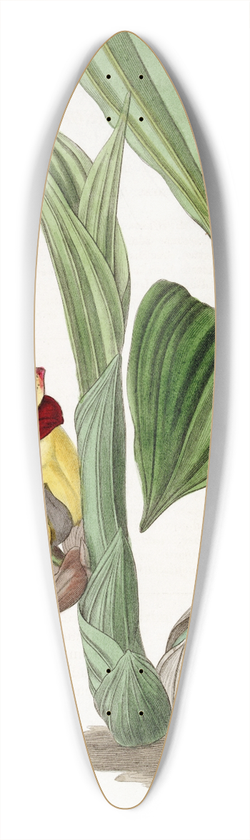 Sydenham Edwards - Two-coloured Barrel-Orchis 39.3 inch art pintail longboard deck