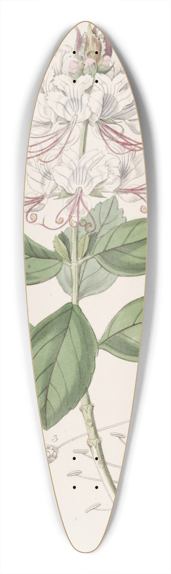 Sydenham Edwards - Two-coloured Becium 39.3 inch art pintail longboard deck