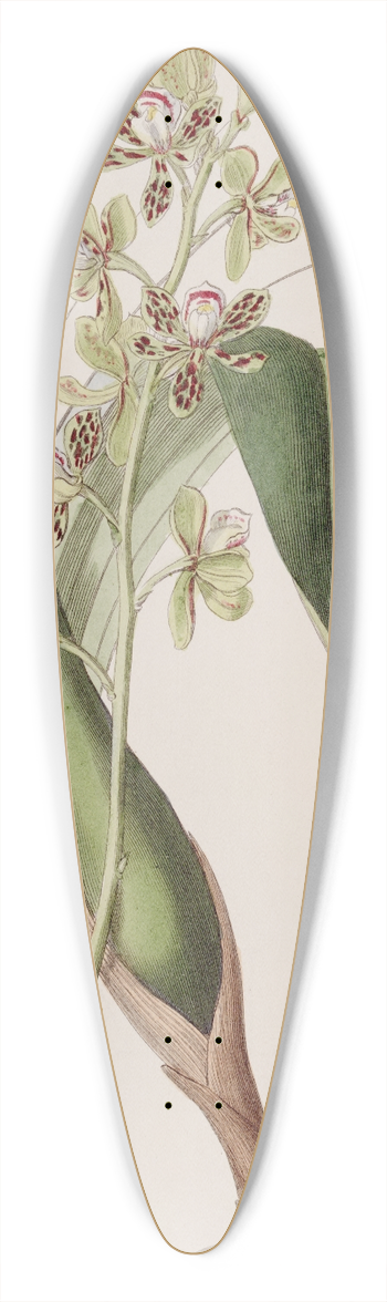 Sydenham Edwards - Variegated Epidendrum 39.3 inch art pintail longboard deck