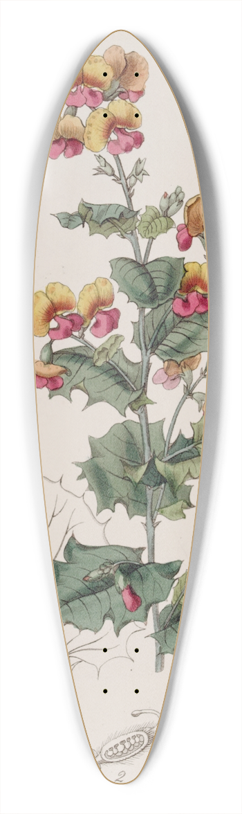 Sydenham Edwards - Various-leaved Chorozema 39.3 inch art pintail longboard deck