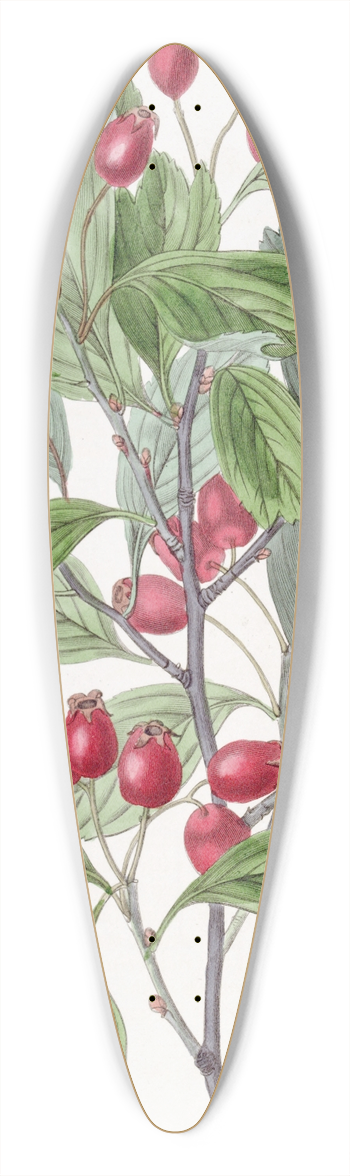 Sydenham Edwards - Various-leaved Hawthorn 39.3 inch art pintail longboard deck