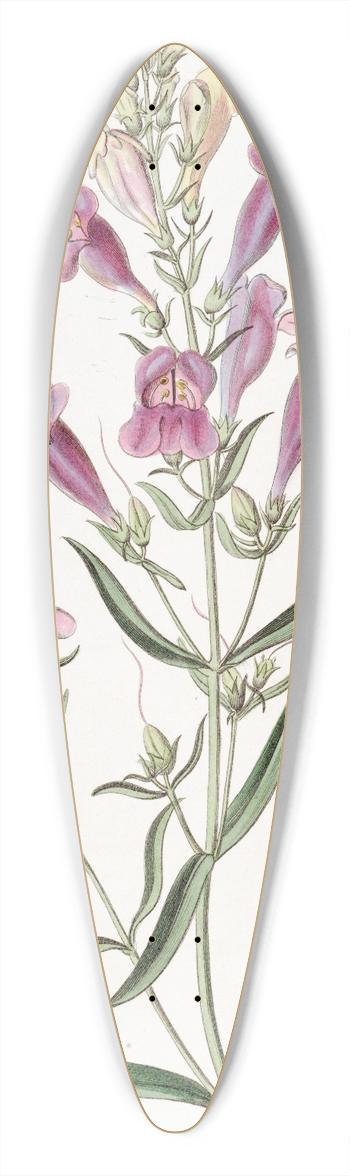 Sydenham Edwards - Various-leaved Pentstemon 39.3 inch art pintail longboard deck