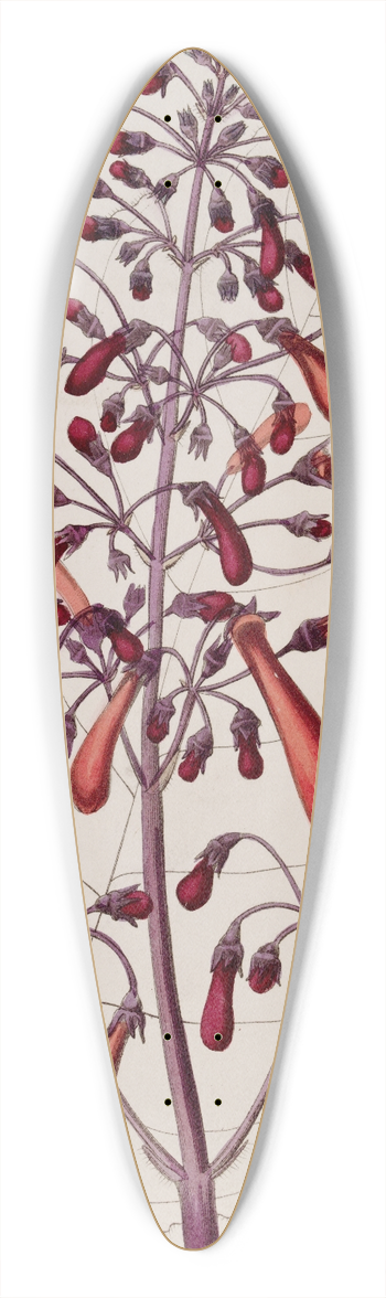 Sydenham Edwards - Varnished Gesnera 39.3 inch art pintail longboard deck