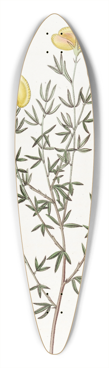 Sydenham Edwards - Veiny-leaved Gompholobium 39.3 inch art pintail longboard deck