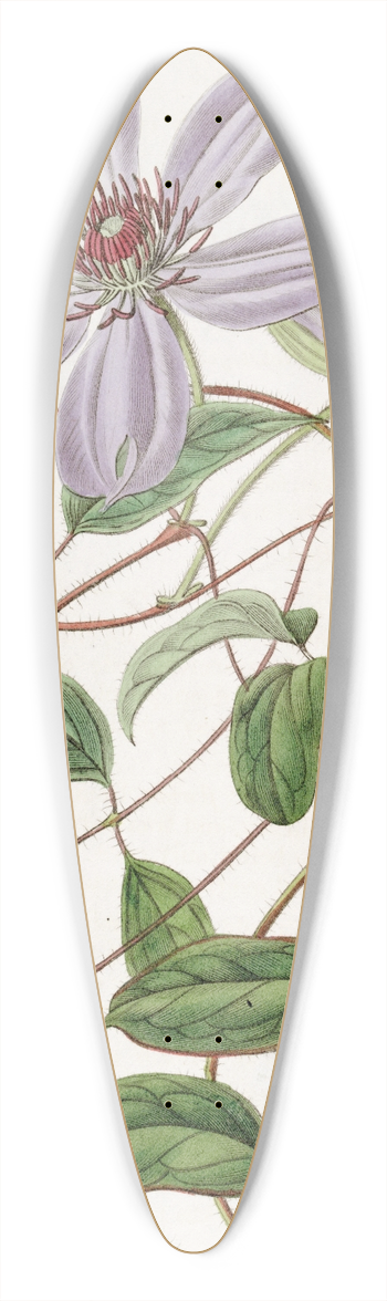Sydenham Edwards - Violet Clematis 39.3 inch art pintail longboard deck