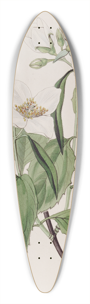 Sydenham Edwards - Weak-branched Syringa 39.3 inch art pintail longboard deck