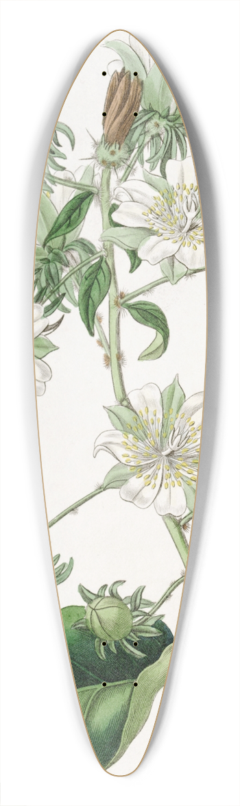 Sydenham Edwards - West-Indian Gooseberry 39.3 inch art pintail longboard deck