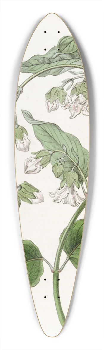 Sydenham Edwards - White Bladderbloom 39.3 inch art pintail longboard deck