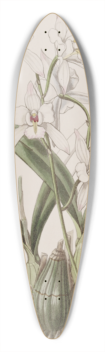 Sydenham Edwards - White-flowered Laelia 39.3 inch art pintail longboard deck