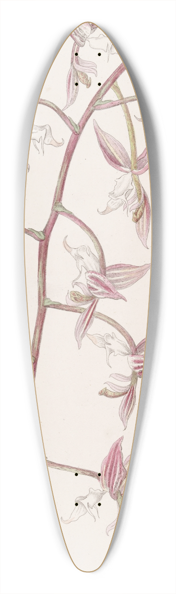 Sydenham Edwards - White-lipped, toad-skinned Gongora 39.3 inch art pintail longboard deck