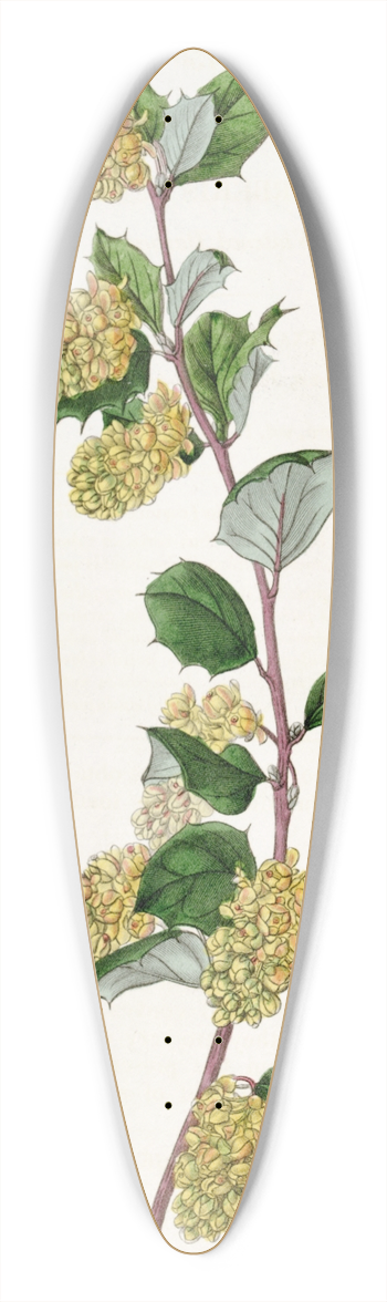 Sydenham Edwards - Whitened Barberry 39.3 inch art pintail longboard deck