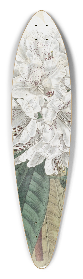 Sydenham Edwards - White Tree Rhododendron 39.3 inch art pintail longboard deck