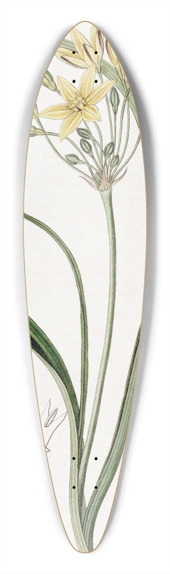 Sydenham Edwards - Yellow Pretty-face 39.3 inch art pintail longboard deck