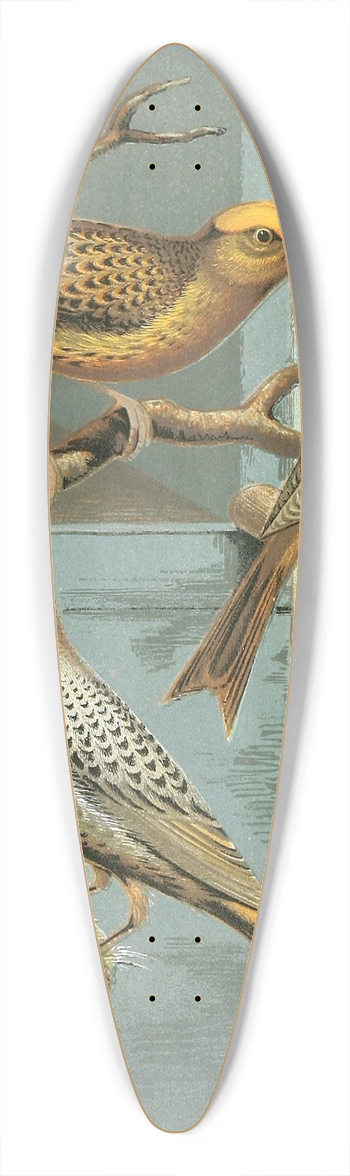 W. A . Blakston - Lizard Canaries 39.3 inch art pintail longboard deck