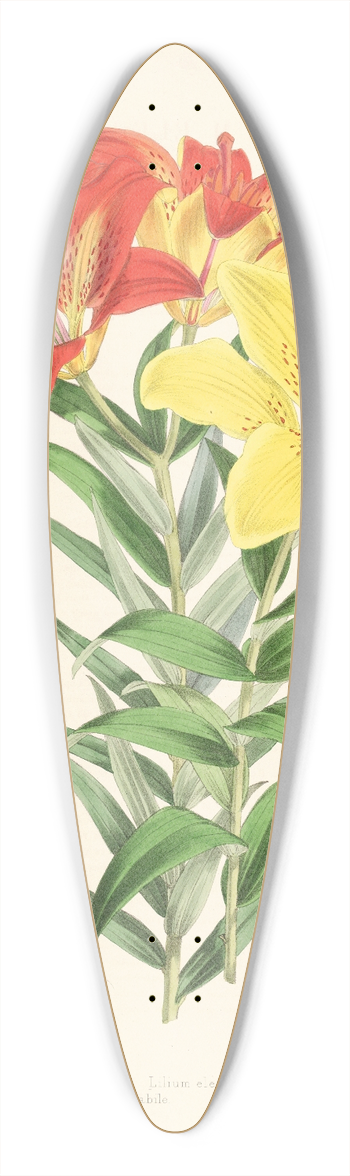 Walter Hood Fitch - Lilium elegans var incomparabile 39.3 inch art pintail longboard deck