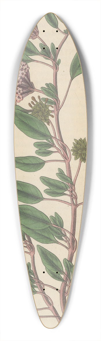 William Jackson Hooker - Arbronia umbellata 39.3 inch art pintail longboard deck