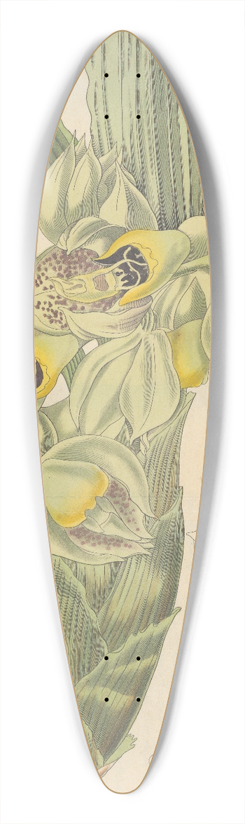 William Jackson Hooker - Catasetum Floribundum 39.3 inch art pintail longboard deck