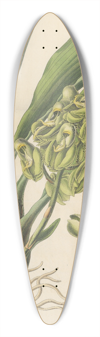 William Jackson Hooker - Catasetum semiapertum 39.3 inch art pintail longboard deck