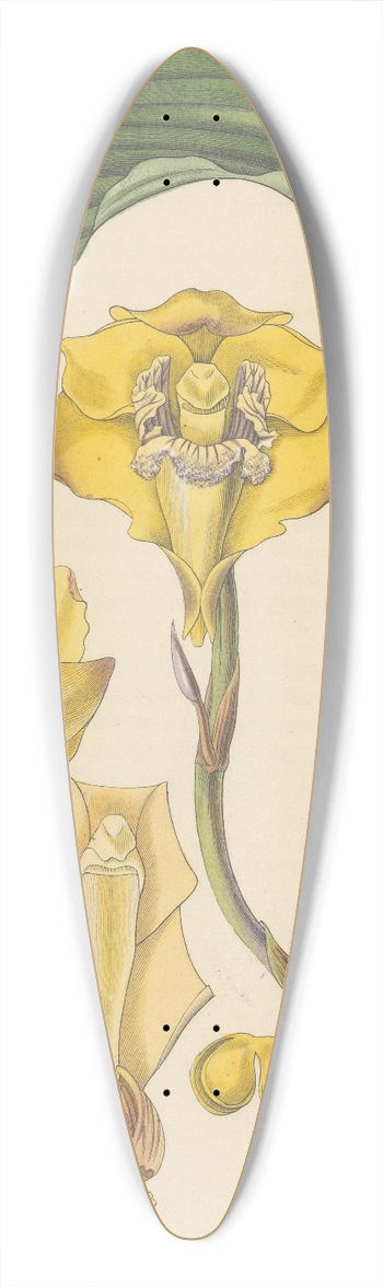 William Jackson Hooker - Dendrobium Harrisoniae 39.3 inch art pintail longboard deck