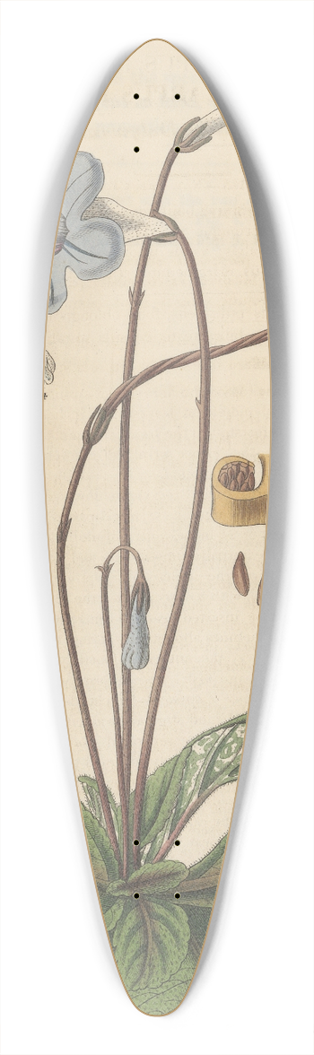William Jackson Hooker - Didymocarpus Rexii 39.3 inch art pintail longboard deck