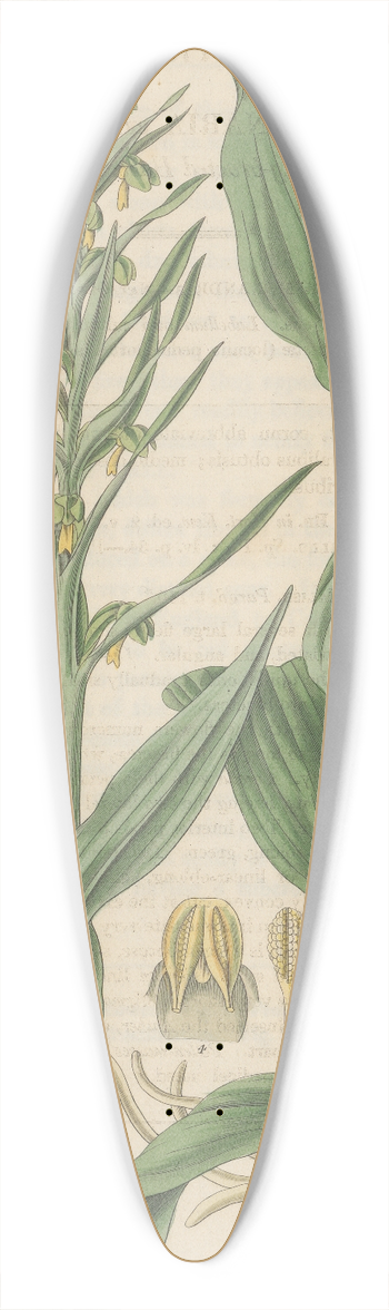 William Jackson Hooker - Habenaria bracteata 39.3 inch art pintail longboard deck