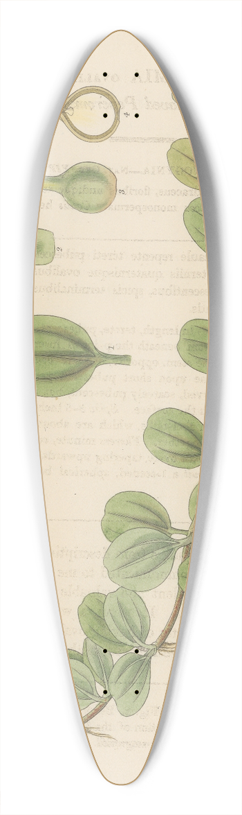 William Jackson Hooker - Peperomia ovalifolis 39.3 inch art pintail longboard deck