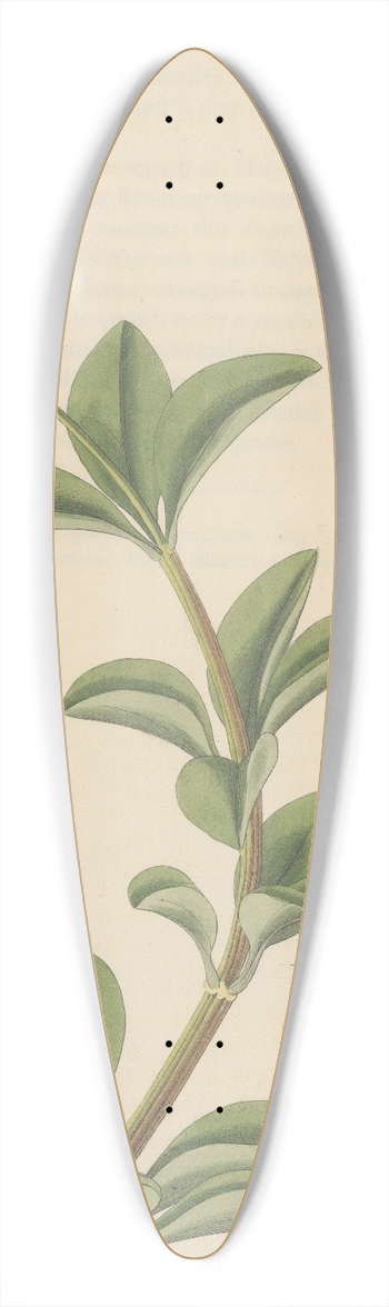 William Jackson Hooker - Peperomia pereskiaefolia 39.3 inch art pintail longboard deck