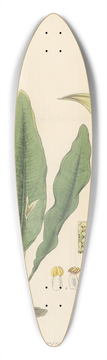 William Jackson Hooker - Pothos coriacea 39.3 inch art pintail longboard deck