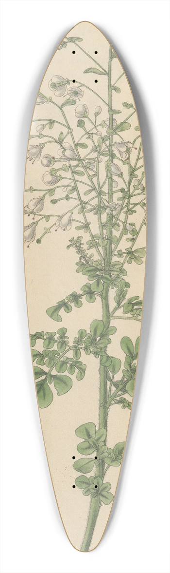 William Jackson Hooker - Ruta albiflora 39.3 inch art pintail longboard deck