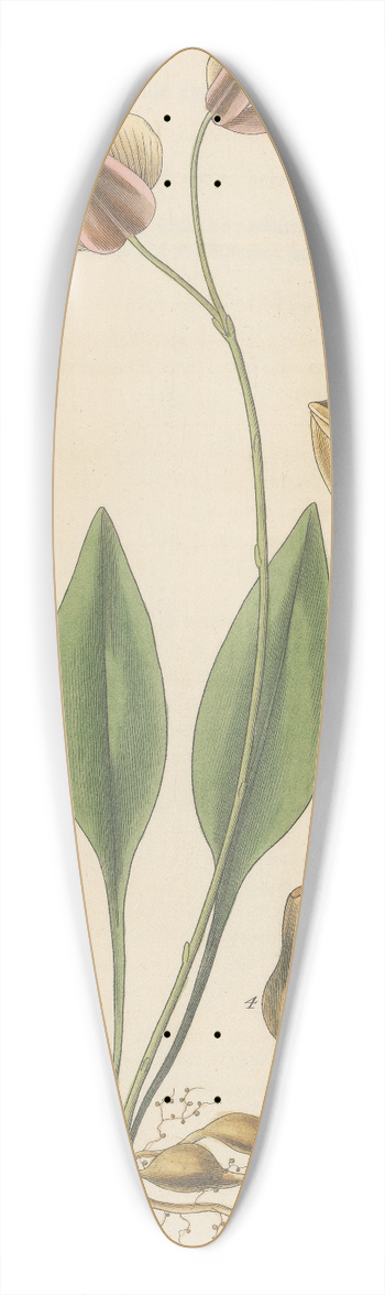William Jackson Hooker - Utricularia alpina 39.3 inch art pintail longboard deck