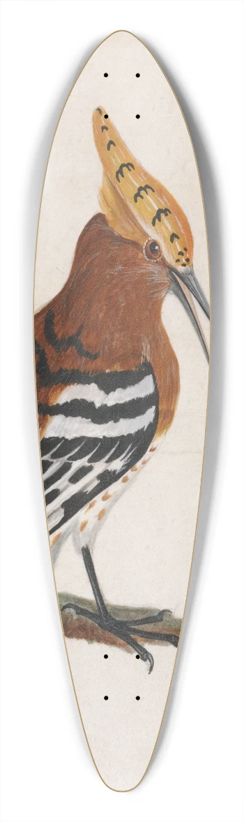 William Lewin - Common Hoopoe 39.3 inch art pintail longboard deck