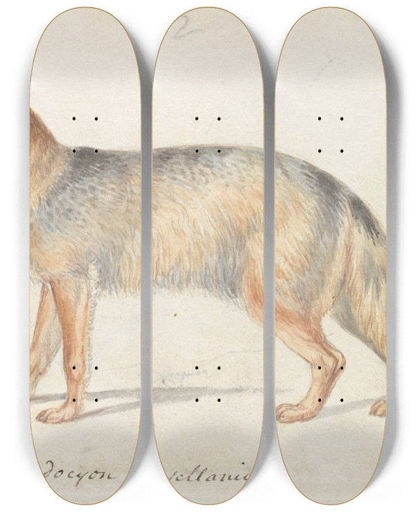 Triptych art skateboard deck of Charles Hamilton Smith Crabeating Fox by Charles Hamilton Smith (1776-1859)