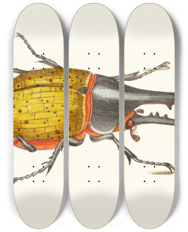 Triptych art skateboard deck of George Shaw Scarabeus Hercules by George Shaw (1751-1813)