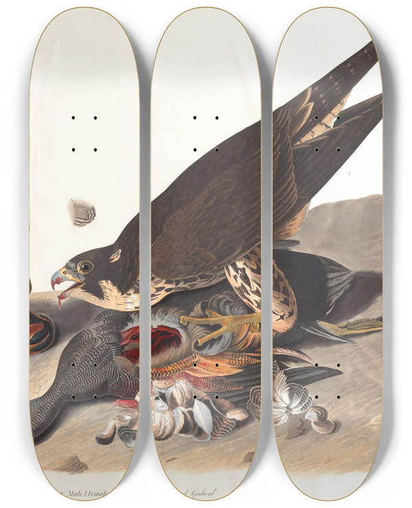 Triptych art skateboard deck of John James Audubon Greatfooted Hawk by John James Audubon (1785-1851)